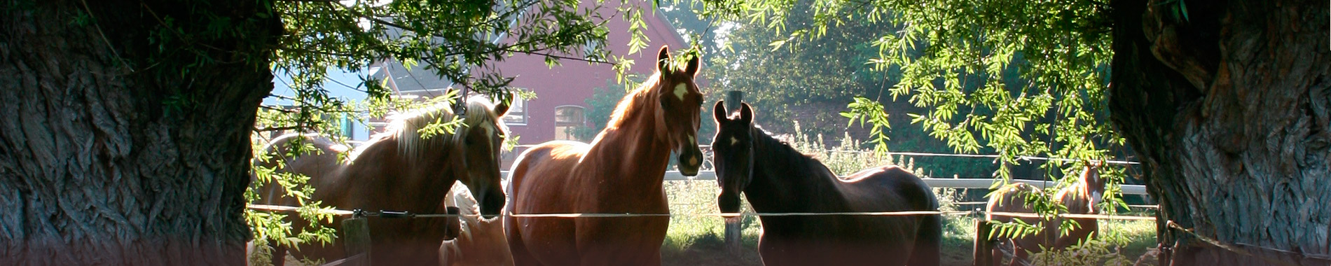 Pferdehof und Wiesen